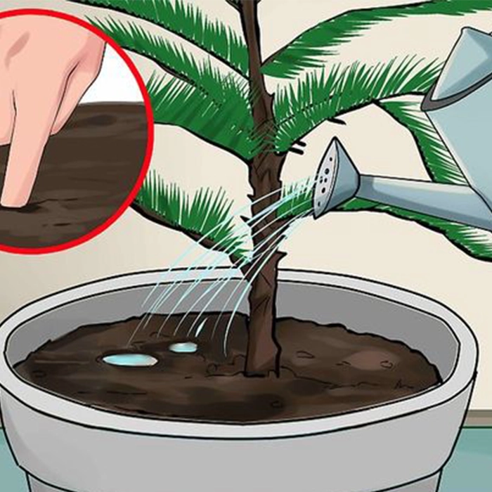 مراحل احیای گیاه: