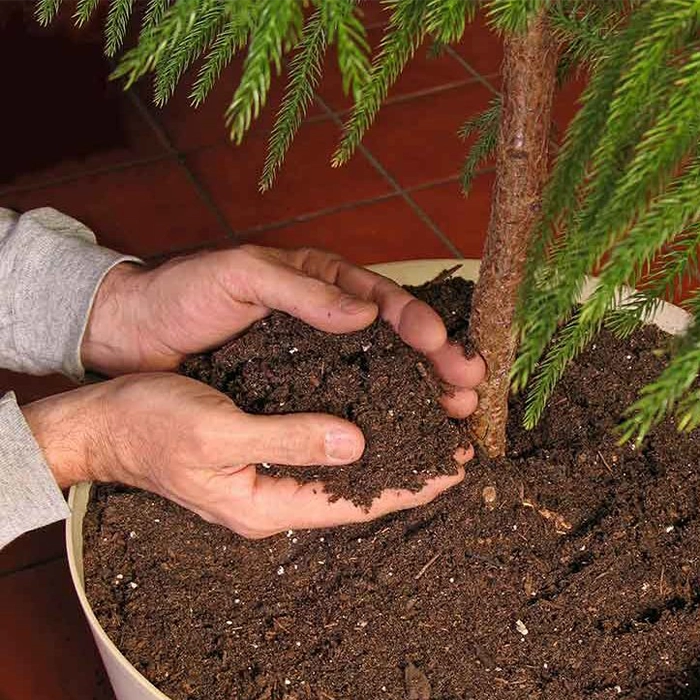 مراحل احیای گیاه: