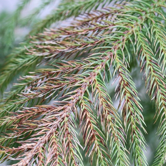 کاج مطبق خشک شده