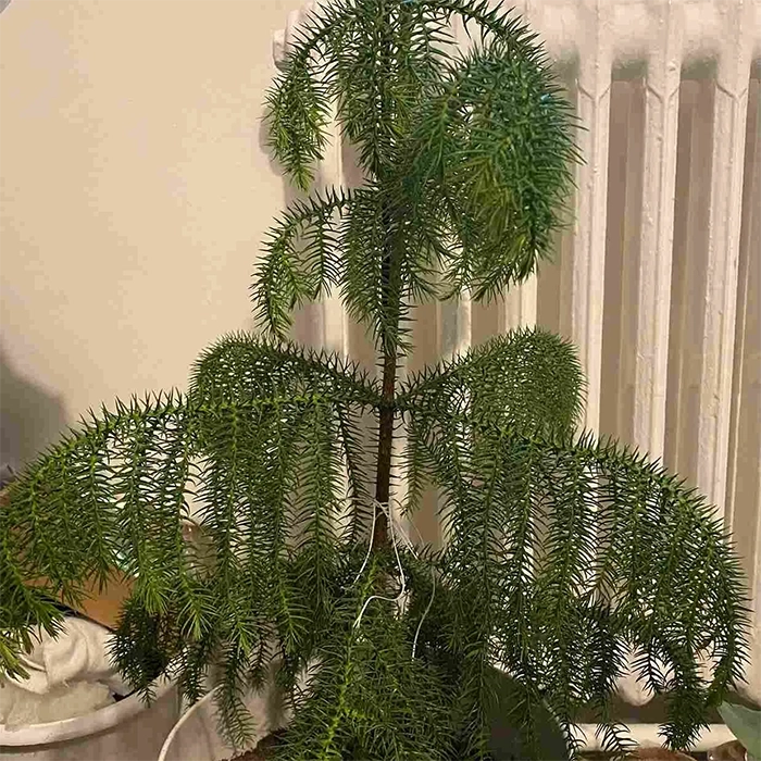 علت افتادگی برگ‌های کاج مطبق