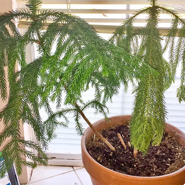 علت افتادگی برگ‌های کاج مطبق