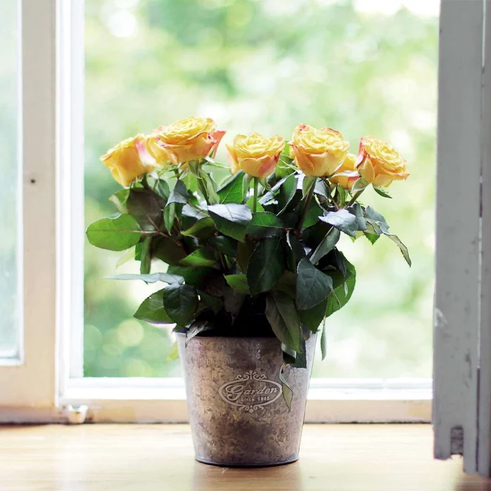 گلهای پرفروش و زودبازده در بازار داخلی