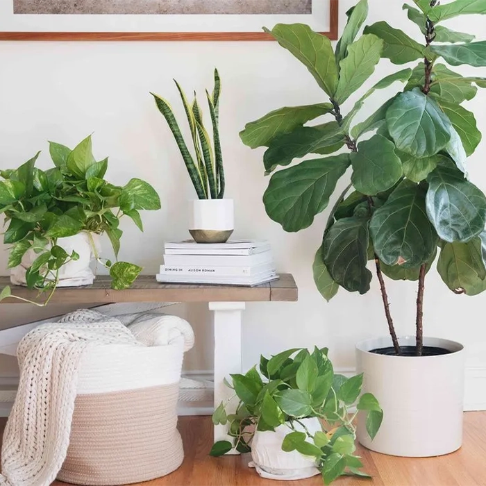 گیاهان تصفیه‌کننده هوا از نظر ناسا: برترین انتخاب‌ها