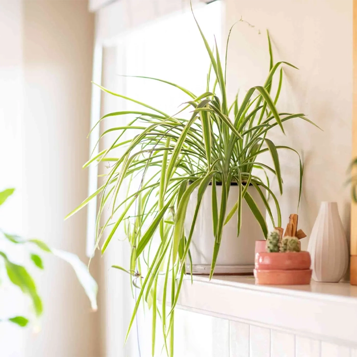 ۱۵ گیاه تصفیه‌کننده هوا برای خانه و محل کار