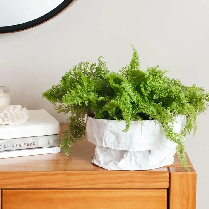 خرید گیاهان تصفیه‌کننده هوا