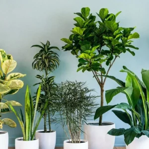 بهترین گیاه آپارتمانی برای تصفیه هوا