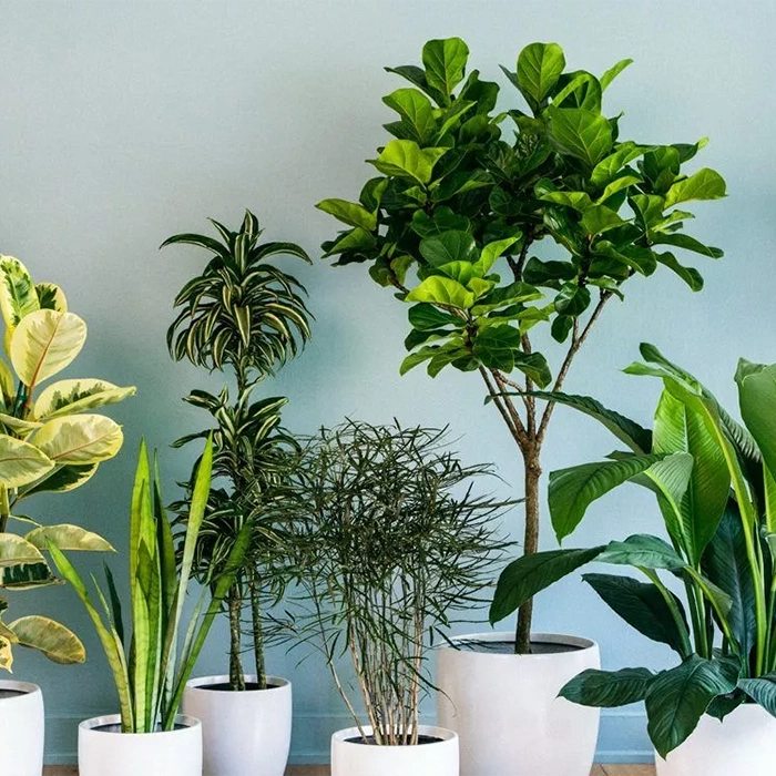 بهترین گیاه آپارتمانی برای تصفیه هوا