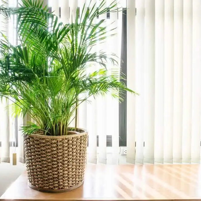 ۱۵ گیاه تصفیه‌کننده هوا برای خانه و محل کار