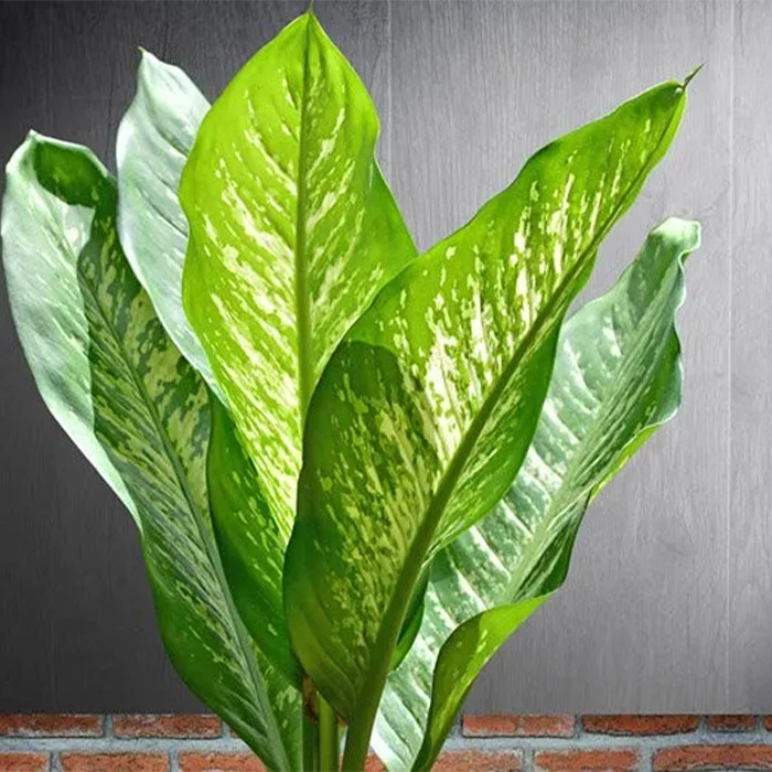 مقاوم ترین درختچه های آپارتمانی