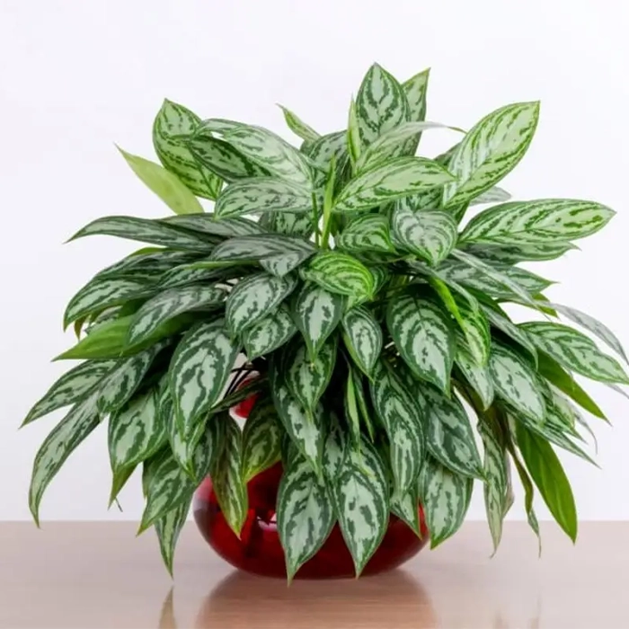 بهترین گل‌های آپارتمانی با نور کم