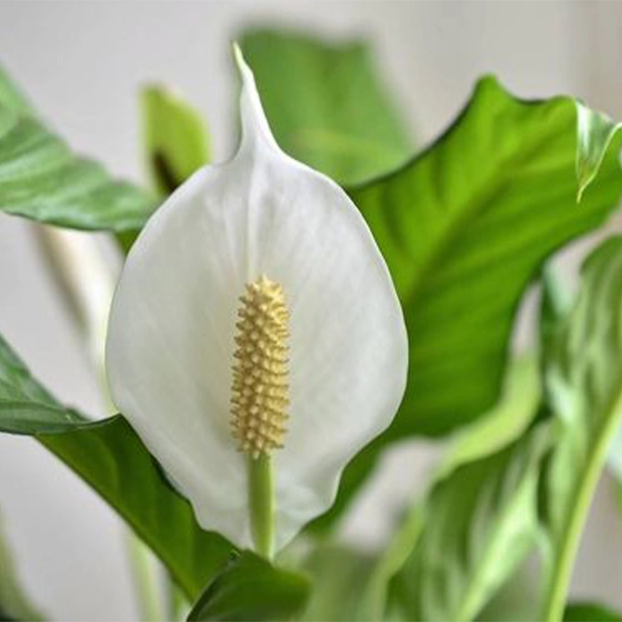 بهترین گل‌های آپارتمانی با نور کم