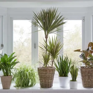 گل‌های آپارتمانی بدون نیاز به نور آفتاب