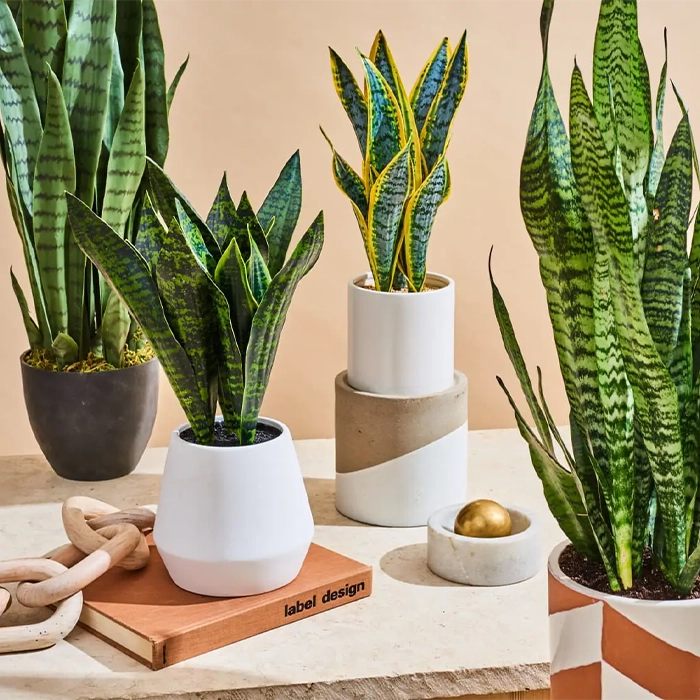 بهترین گل‌های آپارتمانی با نور کم