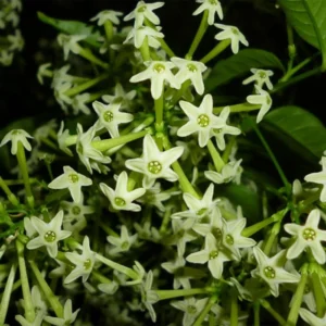 معرفی و روش نگهداری گل محبوبه شب