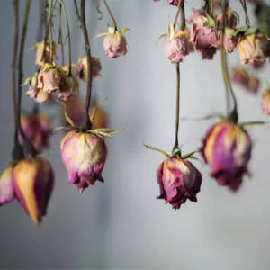 طریقه خشک کردن گل طبیعی